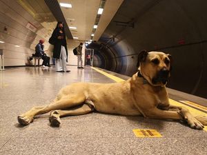 Rencana Pemerintahan Erdogan Berantas Anjing Liar Rencana Pemerintahan Erdogan Berantas Anjing Liar