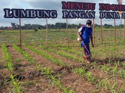 Pakar UGM Sebut Rencana Prabowo buat Swasembada Pangan Tidak Mudah, Apa Tantangannya?