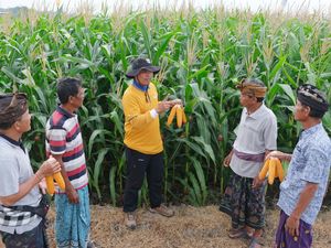 Dukung Swasembada Pangan, Bali Kembangkan Jagung Bioteknologi Dukung Swasembada Pangan, Bali Kembangkan Jagung Bioteknologi