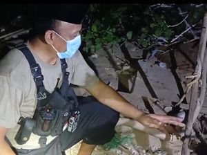 Misteri 2 Kerangka Manusia Tersangkut Pohon di Tepi Pantai Bangkalan