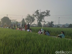 Sensasi Makan di Tepi Sawah Musi Rawas dengan Pemandangan Perbukitan