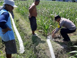 Pak Bhabin Blusukan ke Sawah Bantu Petani Blitar Antisipasi Kekeringan