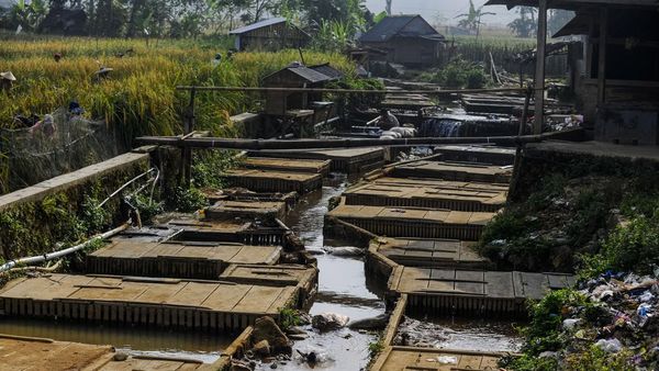 Masyarakat Manfaatkan Sungai Jadi Tempat Budi Daya Ikan