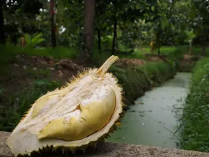 5 Fakta Durian Kanyao, Durian Mahal yang Pernah Terjual Rp 680 Juta 5 Fakta Durian Kanyao, Durian Mahal yang Pernah Terjual Rp 680 Juta