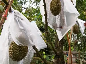 Fakta Durian Kanyao Termahal di Dunia hingga Masak Mie Pakai Setrika