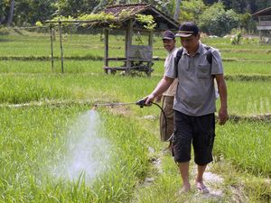 Hama Lembing Batu Serang Padi di Sidodadi Hama Lembing Batu Serang Padi di Sidodadi