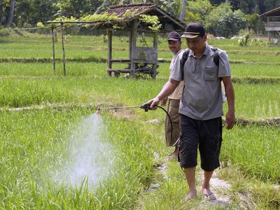 Hama Lembing Batu Serang Padi di Sidodadi