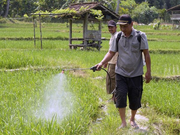 Hama Lembing Batu Serang Padi di Sidodadi