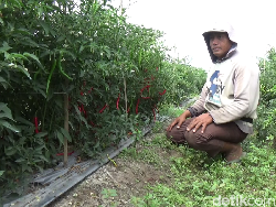 Petani Lumajang Semringah Harga Cabai Mahal