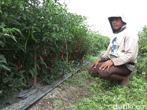 Petani Lumajang Semringah Harga Cabai Mahal Petani Lumajang Semringah Harga Cabai Mahal