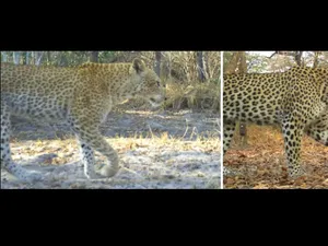 Langka! Macan Tutul Stroberi Ditemukan Pertama Kalinya di Tanzania Langka! Macan Tutul Stroberi Ditemukan Pertama Kalinya di Tanzania