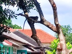 Monyet Besar Bikin Warga Perkotaan Ciamis Resah