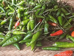 Imbas Kemarau, Harga Cabai Domba Naik 100% di Tasikmalaya
