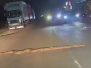 Ular Sanca 3 Meter Melintas di Jalanan hingga Bikin Macet, Ini Penampakannya Ular Sanca 3 Meter Melintas di Jalanan hingga Bikin Macet, Ini Penampakannya