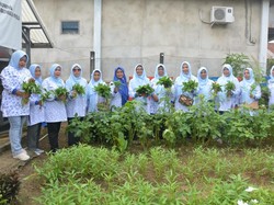 Kisah Wanita Tani di Prabumulih Raup Cuan dari Sayuran Organik