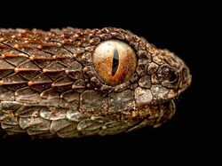 Misteri Pulau Langit di Afrika