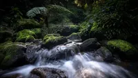 Hewan Aneh di Hutan Tersembunyi Pulau Langit