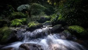 Hewan Aneh di Hutan Tersembunyi Pulau Langit