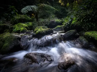 Hewan Aneh di Hutan Tersembunyi Pulau Langit