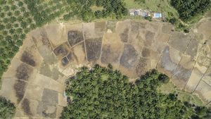Ratusan Hektare Sawah di Jambi Mengering Imbas Bendungan Rusak