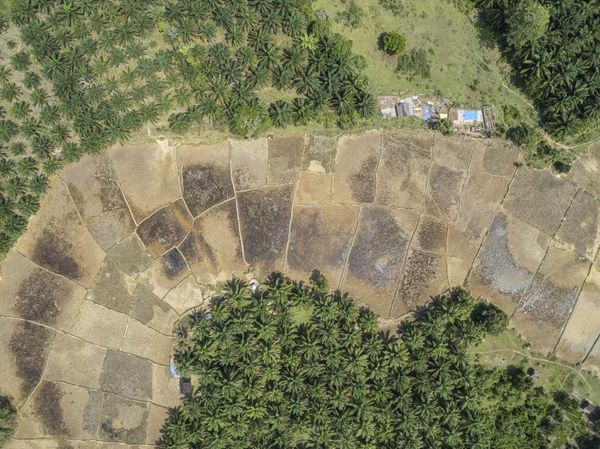 Ratusan Hektare Sawah di Jambi Mengering Imbas Bendungan Rusak
