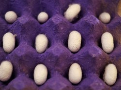 Video: BRIN Kembangkan Riset Ulat Sutra Jadi Bahan Vaksin