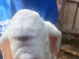 Penampakan Seekor Domba Bermata Satu di Cianjur Penampakan Seekor Domba Bermata Satu di Cianjur