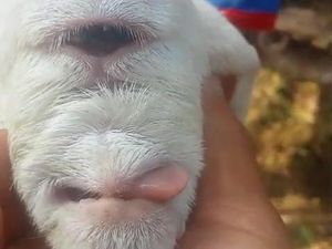 Kemunculan Domba Bermata Satu di Cianjur Kemunculan Domba Bermata Satu di Cianjur