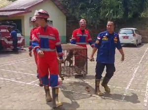 Damkar Jambi Tangkap Monyet Liar Usai Serang Warga hingga Terluka Damkar Jambi Tangkap Monyet Liar Usai Serang Warga hingga Terluka