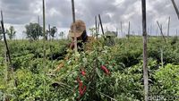 Harga Cabai Mahal Petani di Lumajang Semringah