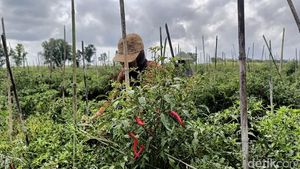 Harga Cabai Mahal Petani di Lumajang Semringah