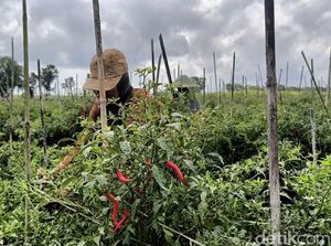 Harga Cabai Mahal Petani di Lumajang Semringah Harga Cabai Mahal Petani di Lumajang Semringah