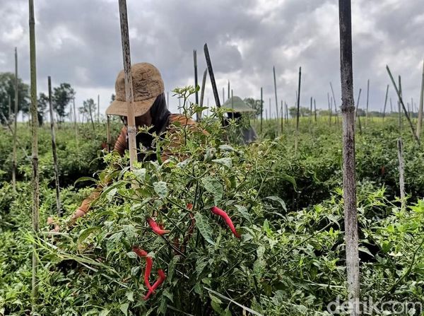 Harga Cabai Mahal Petani di Lumajang Semringah