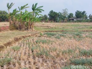 Imbas Kekeringan, Petani Cirebon Terpaksa Tunda Masa Tanam Imbas Kekeringan, Petani Cirebon Terpaksa Tunda Masa Tanam