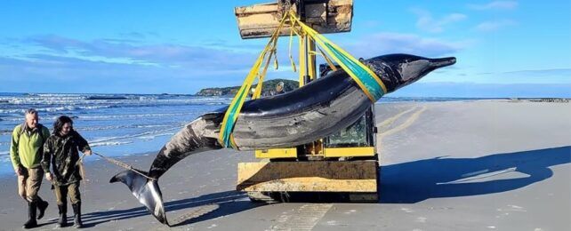 Paus yang disangka  bergigi sekop yang terdampar di pantai Selandia Baru.