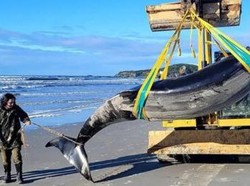 Video Puluhan Paus Terdampar di Utara Selandia Baru