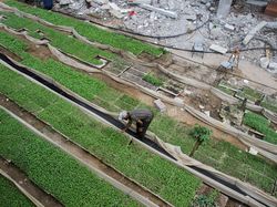 Petani Gaza Tanam Sayur untuk Atasi Krisis Pangan
