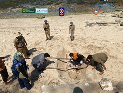 Bangkai Lumba-lumba Terdampar di Pantai Sepanjang Gunungkidul