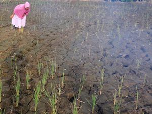 Tanaman Padi di Aceh Mati Akibat Kekeringan Tanaman Padi di Aceh Mati Akibat Kekeringan