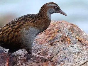 Ngawur, Kontestan TV Bunuh dan Makan Burung yang Dilindungi