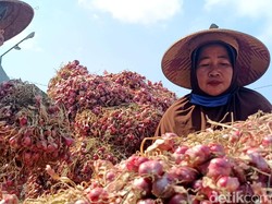 Harga Bawang Merah Terjun Bebas