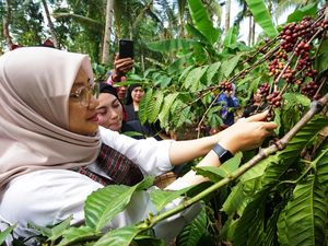 Kopi Robusta Banyuwangi Kini dalam Proses Raih Status Indikasi Geografis Kopi Robusta Banyuwangi Kini dalam Proses Raih Status Indikasi Geografis