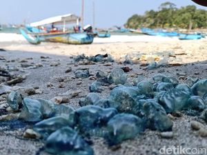Saat Ubur-ubur Penyengat Serbu Pantai Pangandaran Saat Ubur-ubur Penyengat Serbu Pantai Pangandaran