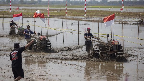 Unik! Ada Lomba Balap Traktor di Indramayu