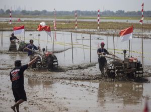 Unik! Ada Lomba Balap Traktor di Indramayu