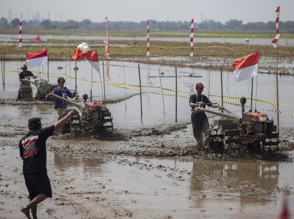 Unik! Ada Lomba Balap Traktor di Indramayu