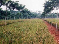 Ragam Potensi Padi Gogo yang Dikembangkan Peneliti Kementan