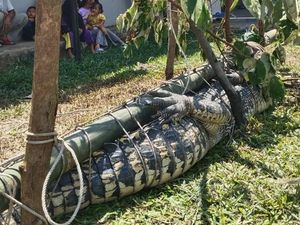 Buaya 3 Meter yang Terkam Warga Bangka Ditangkap, Ini Penampakannya Buaya 3 Meter yang Terkam Warga Bangka Ditangkap, Ini Penampakannya