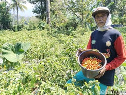 Harga Cabai Melambung, Petani Jablay Raup Untung