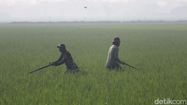 Potret Petani Ngarambet di Persawahan Solokanjeruk Bandung
